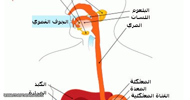 ما علاج ارتجاع المرىء؟