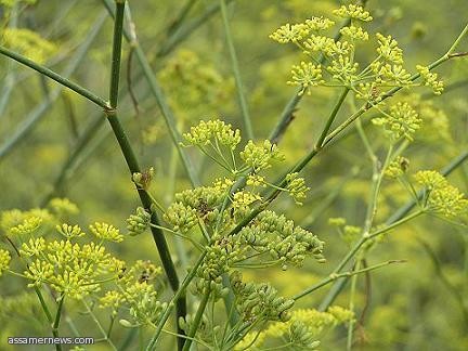 دراسة علمية: السعودية تحوي 300 نوع من أعشاب الطب البديل