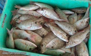 السمك يقى المرأة من أورام القولون 