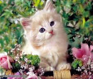 ملاطفة الحيوانات تساعد على علاج التوتر    